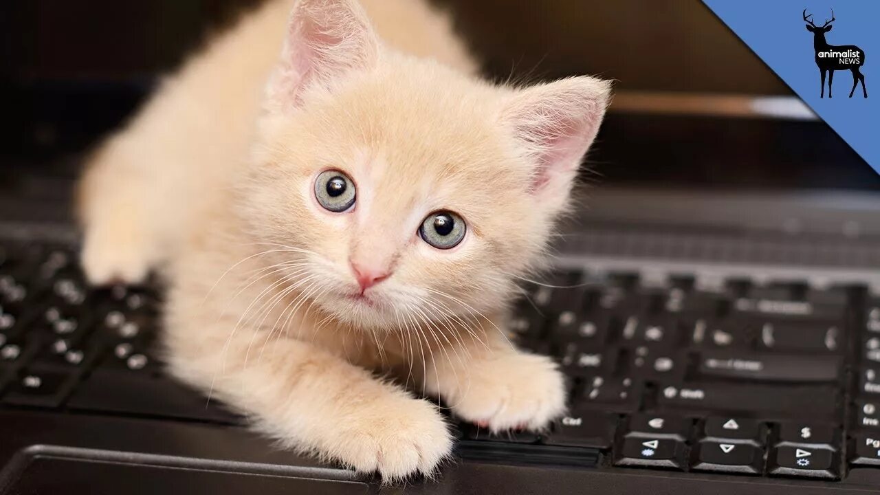 Котики фото на клавиатуру Why Do Cats Rule The Internet? - YouTube