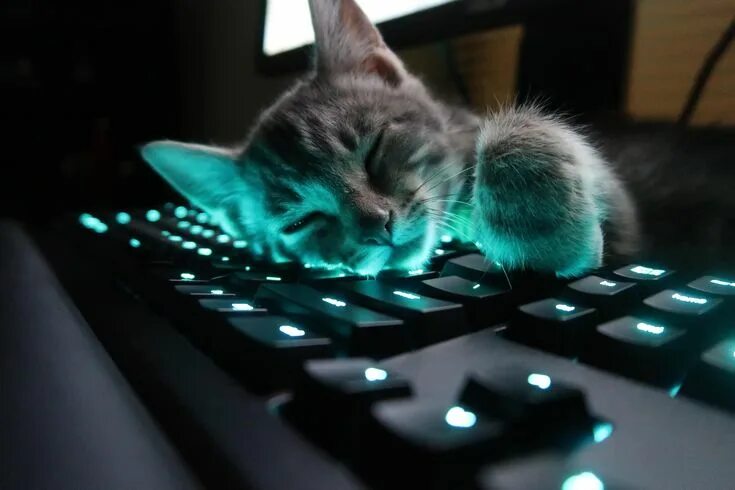 Котики фото на клавиатуру Warm keyboard https://ift.tt/2ZMYtnY #cat #cats #cute #kittens #feline #animals 