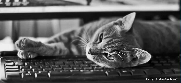Котики фото на клавиатуру Delete models in products, because sometimes, cats walk on keyboards Cats, Cat w