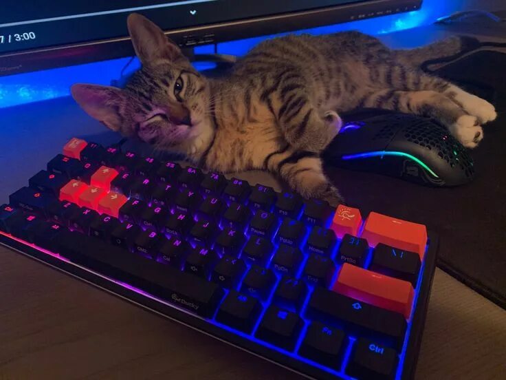 Котики фото на клавиатуру My cat "Chap" hanging around my gaming setup Cat aesthetic, Cats, Cool galaxy wa