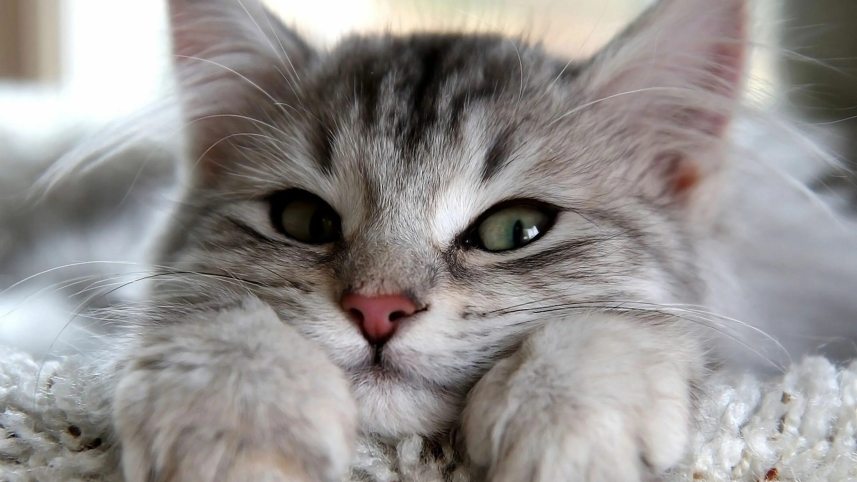 Котики фото на обои Wallpaper Feline, Cat, Kitten, Animal, Kitty, Fur