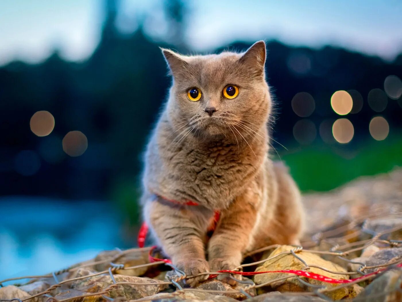Котики фото на обои Скачать обои кошка, кот, блики, камни, боке, раздел кошки в разрешении 1400x1050