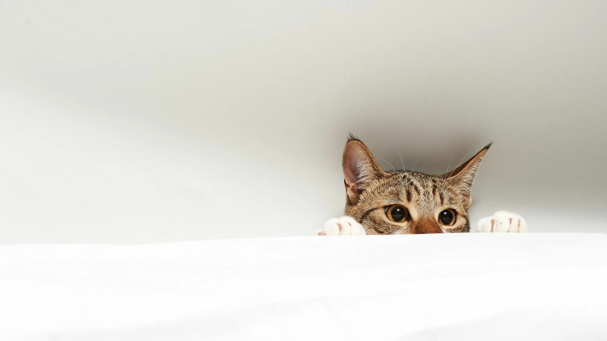 Котики фото на обои Luxury Warrior Cats Backgrounds Computer Kitten wallpaper, 2048x1152 wallpapers,