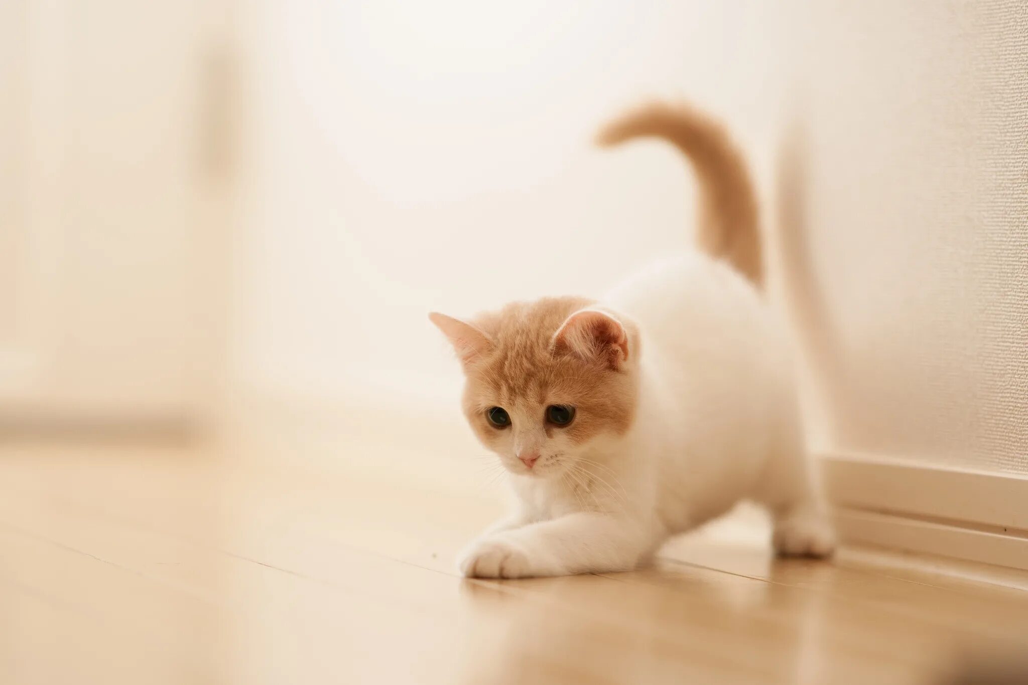 Котики фото на обои Download wallpaper 2048x1364 kitten, playful, parquet hd background