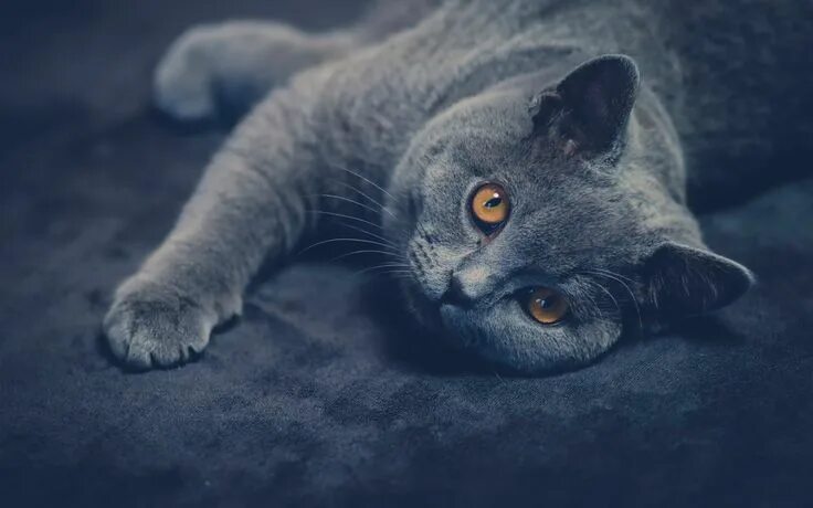Котики фото на обои Russian blue cat #cat #animals British shorthair #1080P #wallpaper #hdwallpaper 