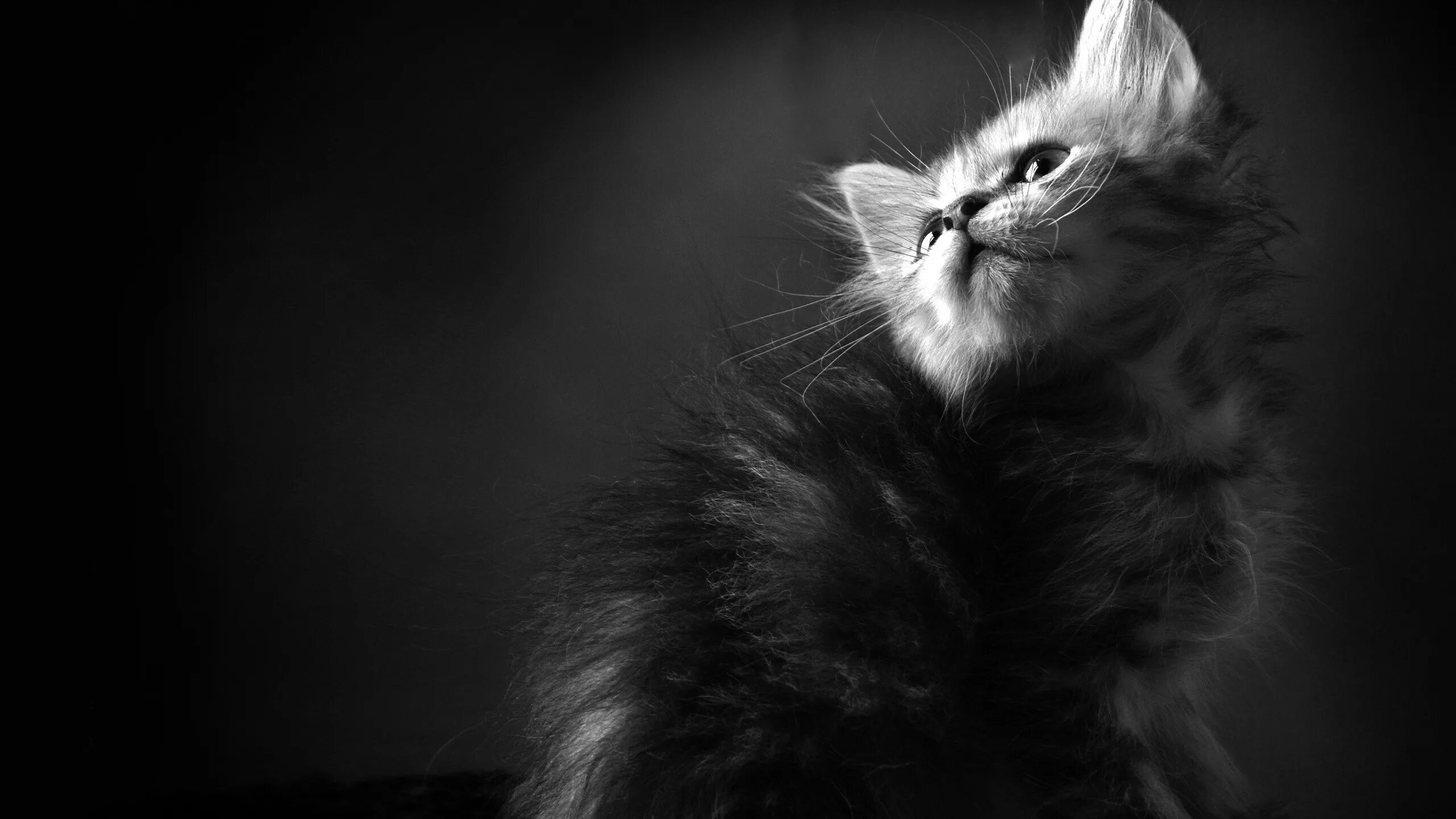 Котики фото на обои телефона Wallpaper : shadow, furry, whiskers, Maine Coon, Black Cat, curious, kitten, dar