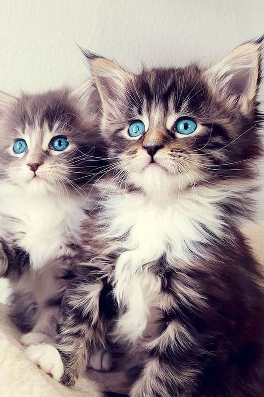 Котики фото на обои телефона Category: Kittens cutest, Beautiful cats, Cute cats
