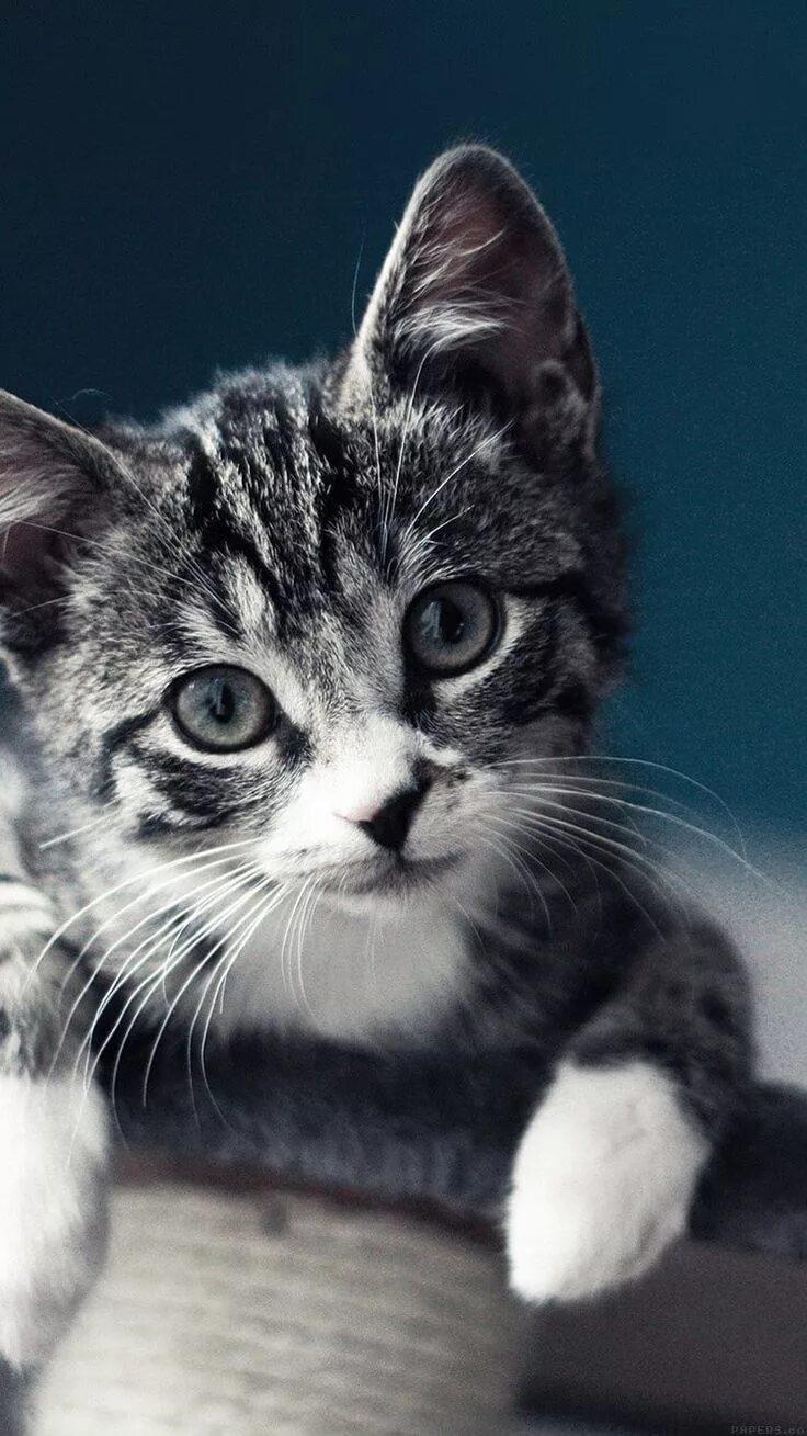 Котики фото на обои телефона Mobile Cat Wallpapers - Android, iPhone, Smartphone HD Wallpapers - Purrfect Lov