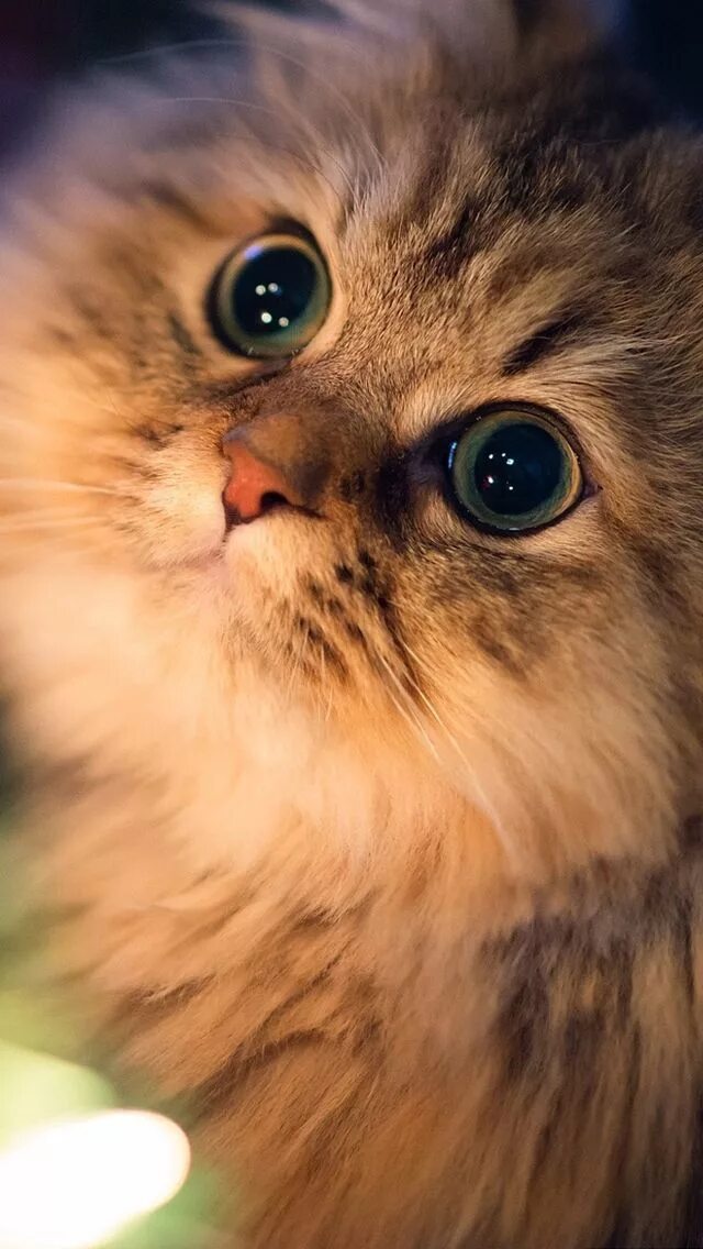 Котики фото на обои телефона ❧ cats - chats ❧ ♡ 2 Beautiful cats, Cute cats, Cats