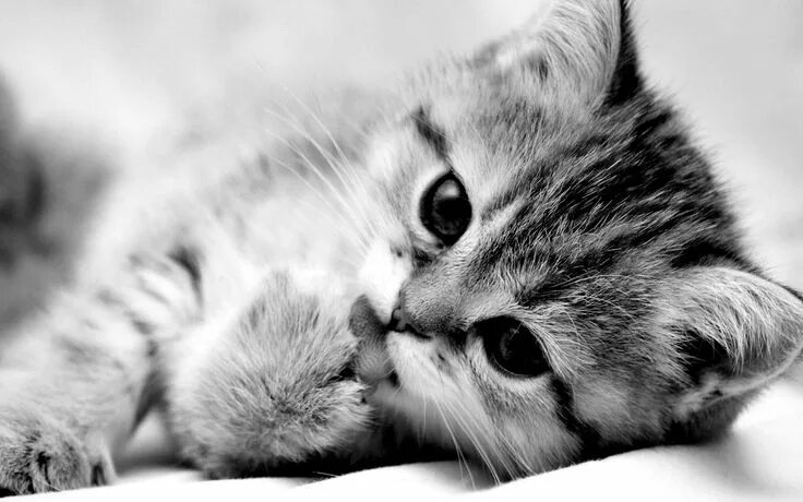 Котики фото на обои телефона Cats panosundaki Pin Şirin kedi, Güzel kedi, Sevimli hayvan yavruları