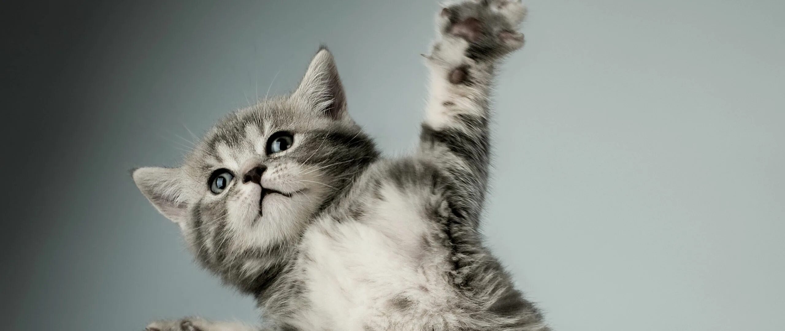 Котики фото на обои телефона Скачать 2560x1080 котенок, серый, белый, кошка, лапы обои, картинки два монитора