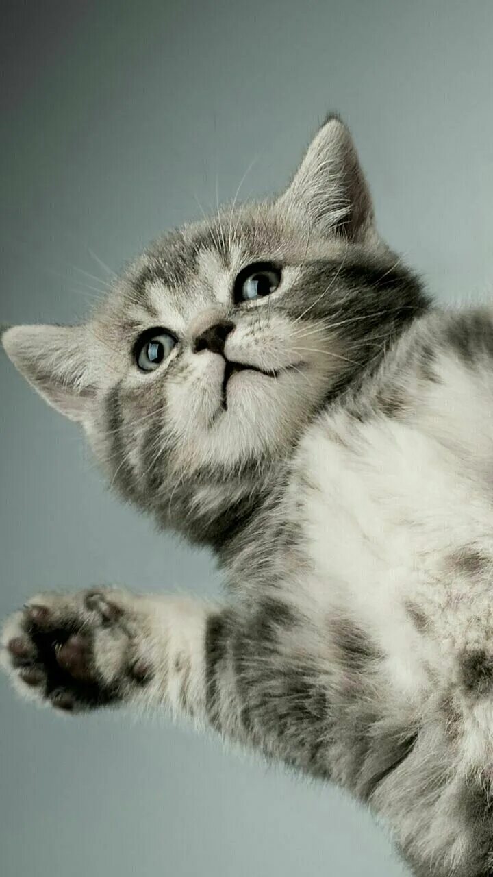 Котики фото на обои телефона Pin di Puppy Lover su Wallpapers Gattini