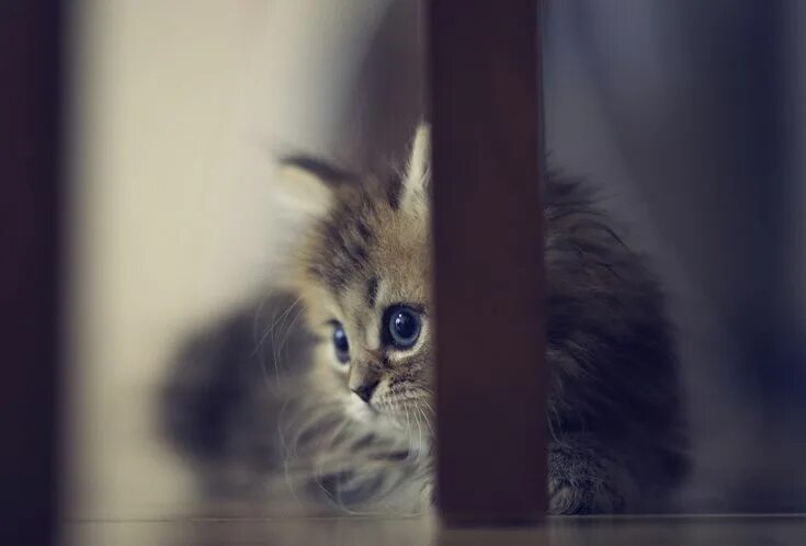 Котики фото на обои телефона Pin by Dokiwakucat on Lovely cat Beautiful cats, Kitten wallpaper, Cute cats