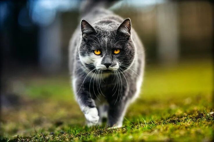Котики фото на рабочий Linus Cats, British shorthair cats, Animals