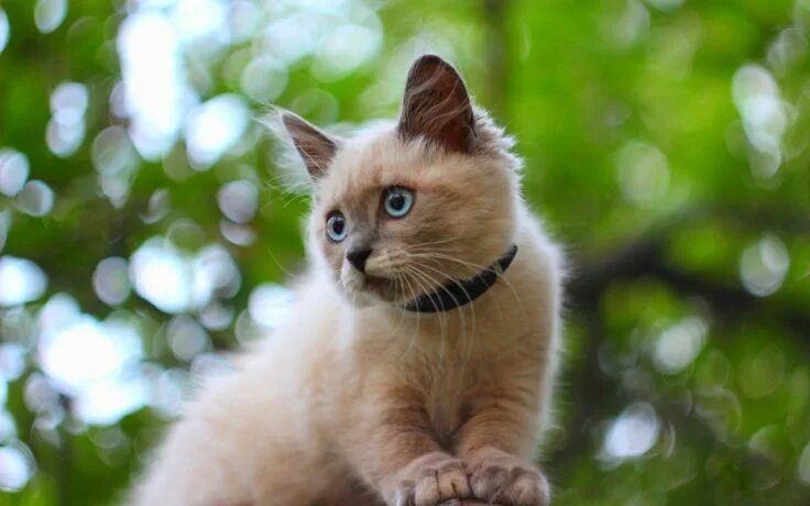 Котики фото на рабочий Kitten_13. Desktop wallpaper 1920x1200 Cute cats, Beautiful cats, Beautiful kitt