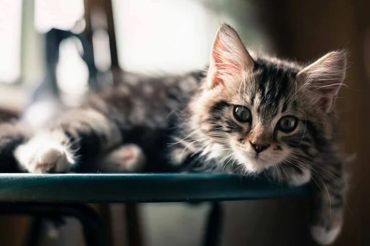 Котики фото на рабочий Pin on Cats Paws and Whiskers.