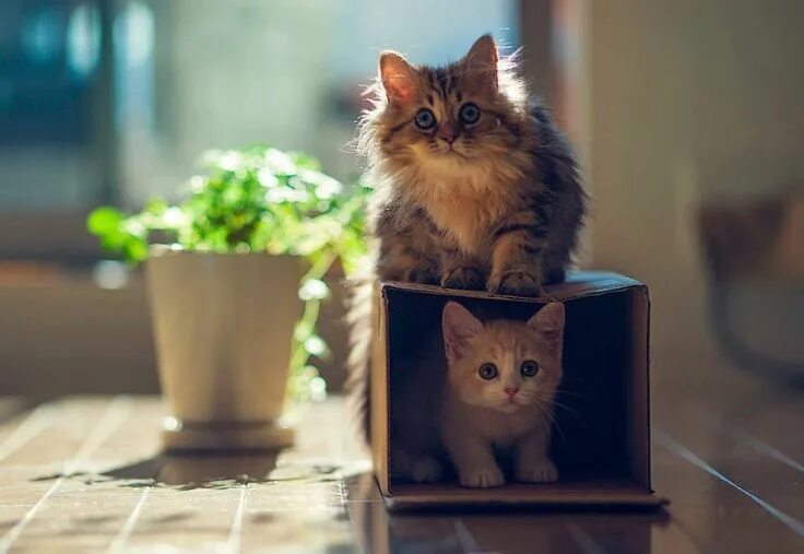 Котики фото на рабочий Pin by Delia Corecco Calado on CATS, NATURE'S MASTERPIECES Cats, Cute cats, Kitt