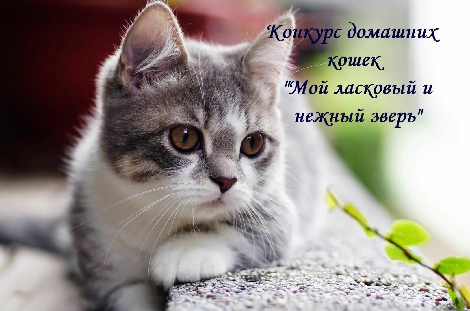 Котики фото на рабочий Мой ласковый и нежный зверь" - конкурс домашних кошек. 2023, Черноярский район -