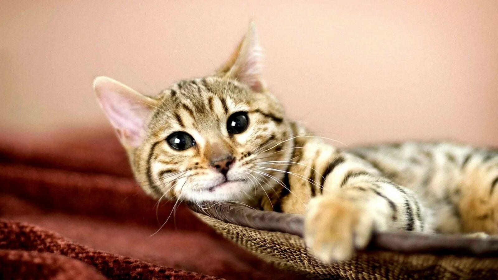 Котики фото на рабочий Wallpaper : whiskers, savannah, wild cat, kitten, fauna, 1920x1080 px, vertebrat