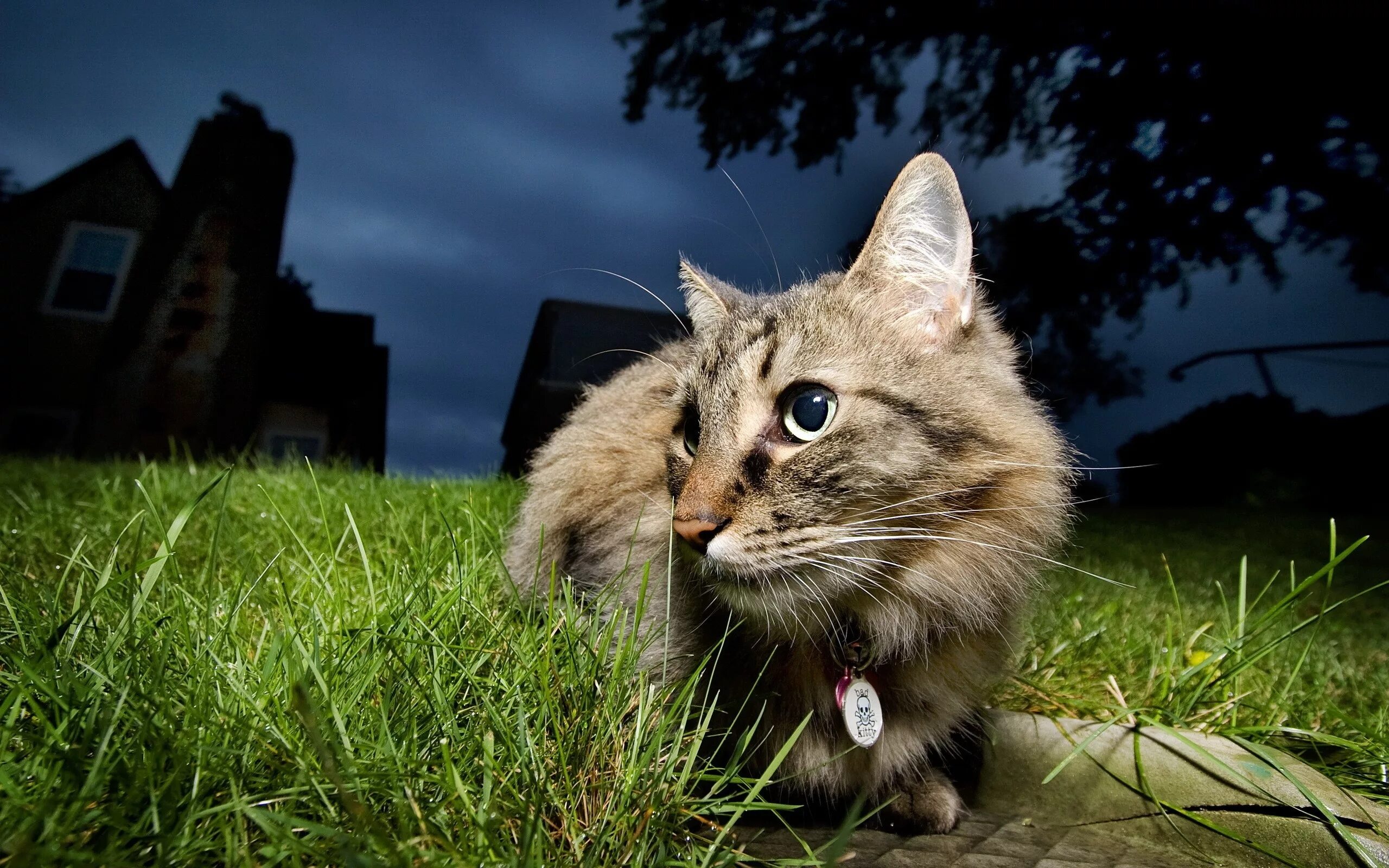 Котики фото на рабочий Wallpaper : face, eyes, grass, evening, wildlife, whiskers, wild cat, kitten, fa