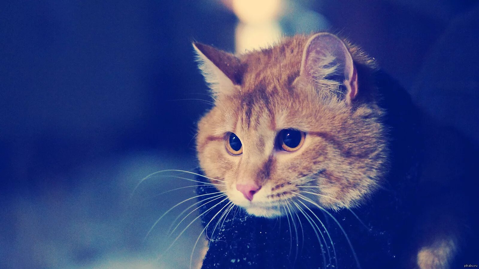 Котики фото на рабочий Задумался. Пикабу