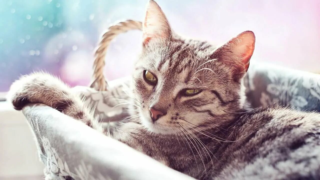 Котики фото на рабочий Картина на холсте 60x110 LinxOne "Животные, фауна" интерьерная для дома / на сте