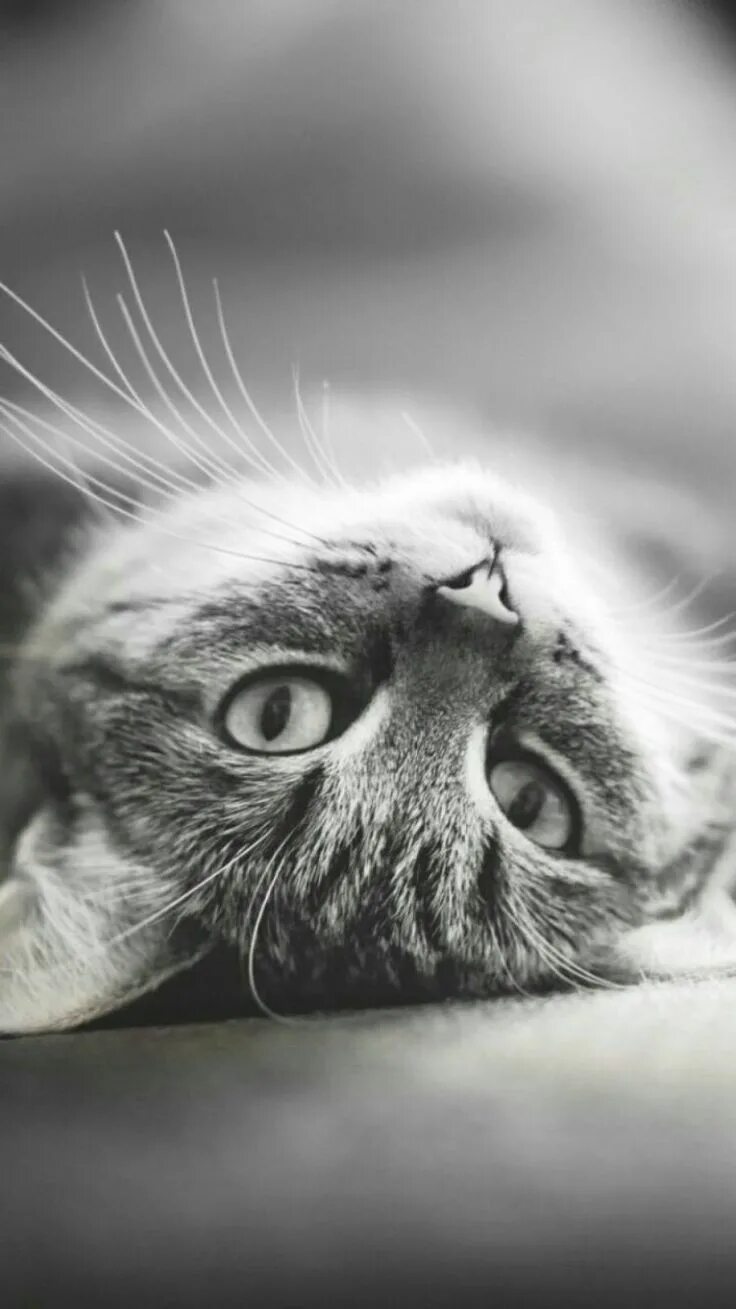 Котики фото на ватсап Pin di Renata su W A L L P A P E R S Sfondi carini, Animali, Sfondi