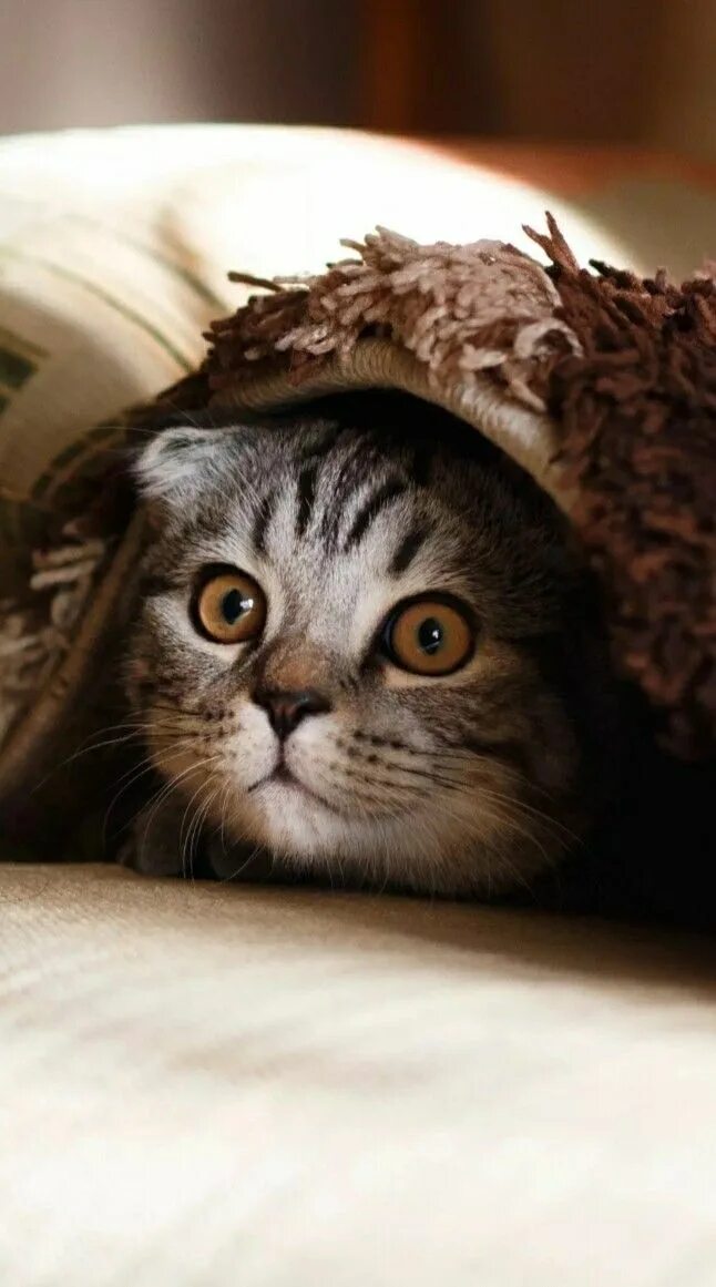 Котики фото на ватсап Pin by Batman on Batman's zoo Cute cats, Cute animals, Cats