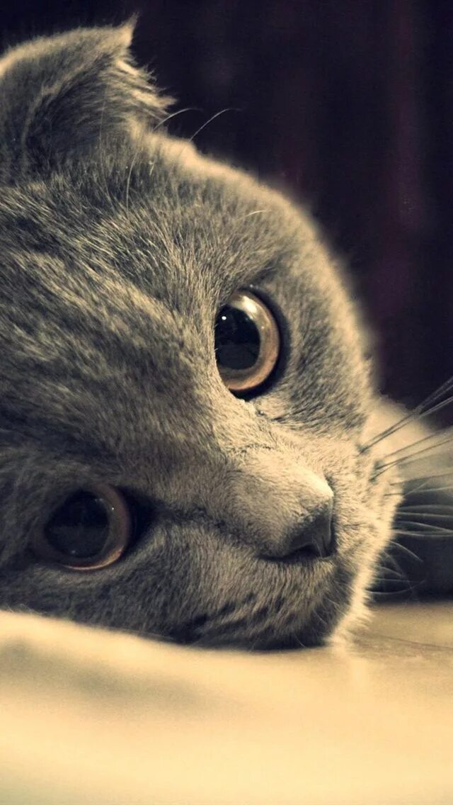 Котики фото на ватсап Обои iPhone wallpaper cat Cute cats, Beautiful cats, Cat breeds