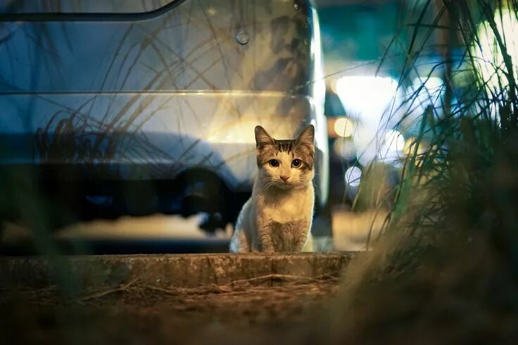 Котики фото ночью 車 場 Beautiful cats, Cats, Animals