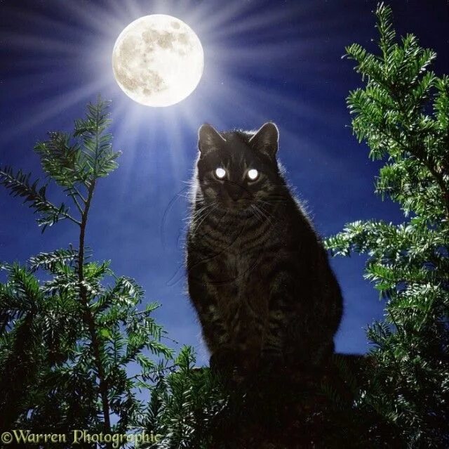 Котики фото ночью Are Cats Really Nocturnal? - Kittens Whiskers Cats, Black cat art, Cat sleeping