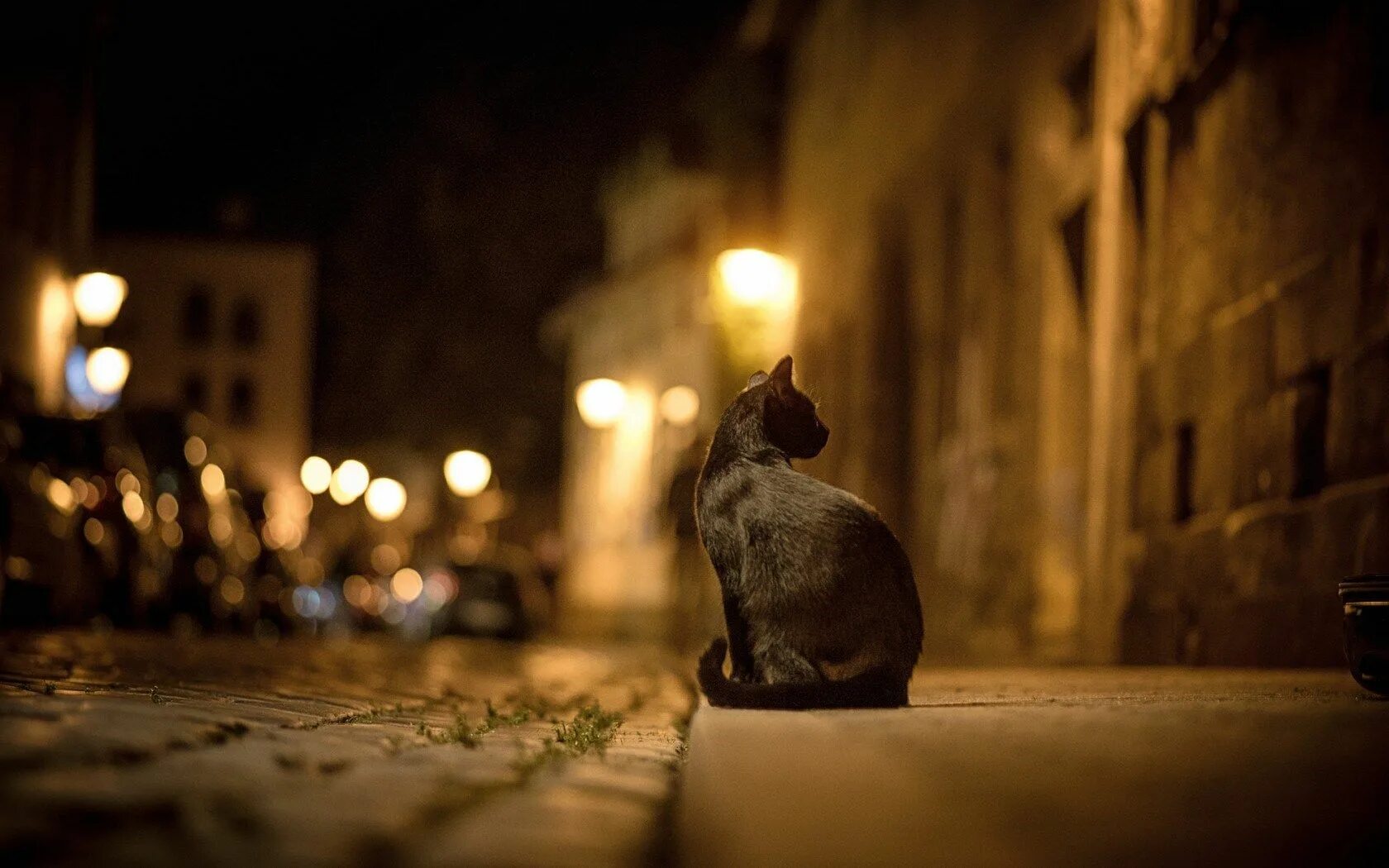 Котики фото ночью Cat City Street Night Lights #6940015 Animali, Gatti, Delfini