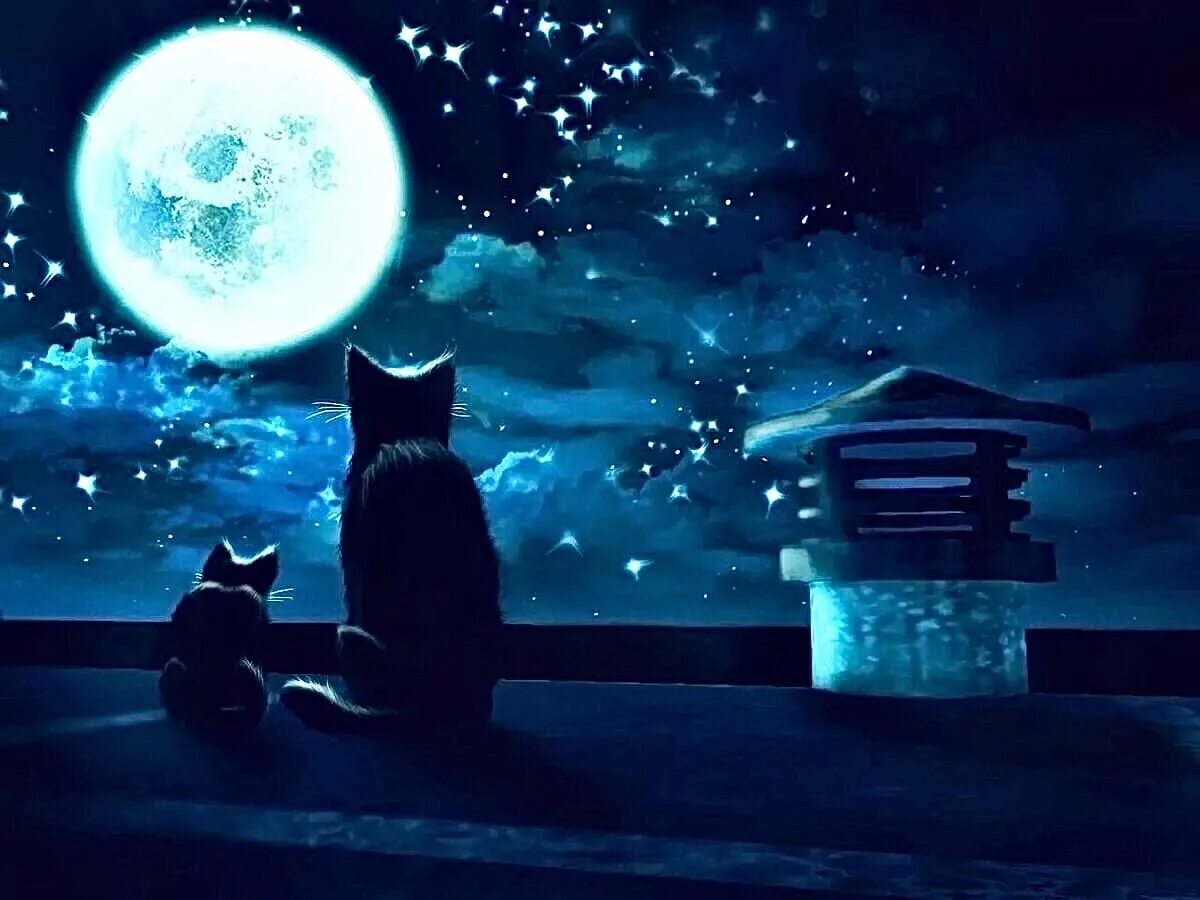 Котики фото ночью In the night sky Cloud switch. The moonlight is hidden. © Irina Sizintseva,2017.