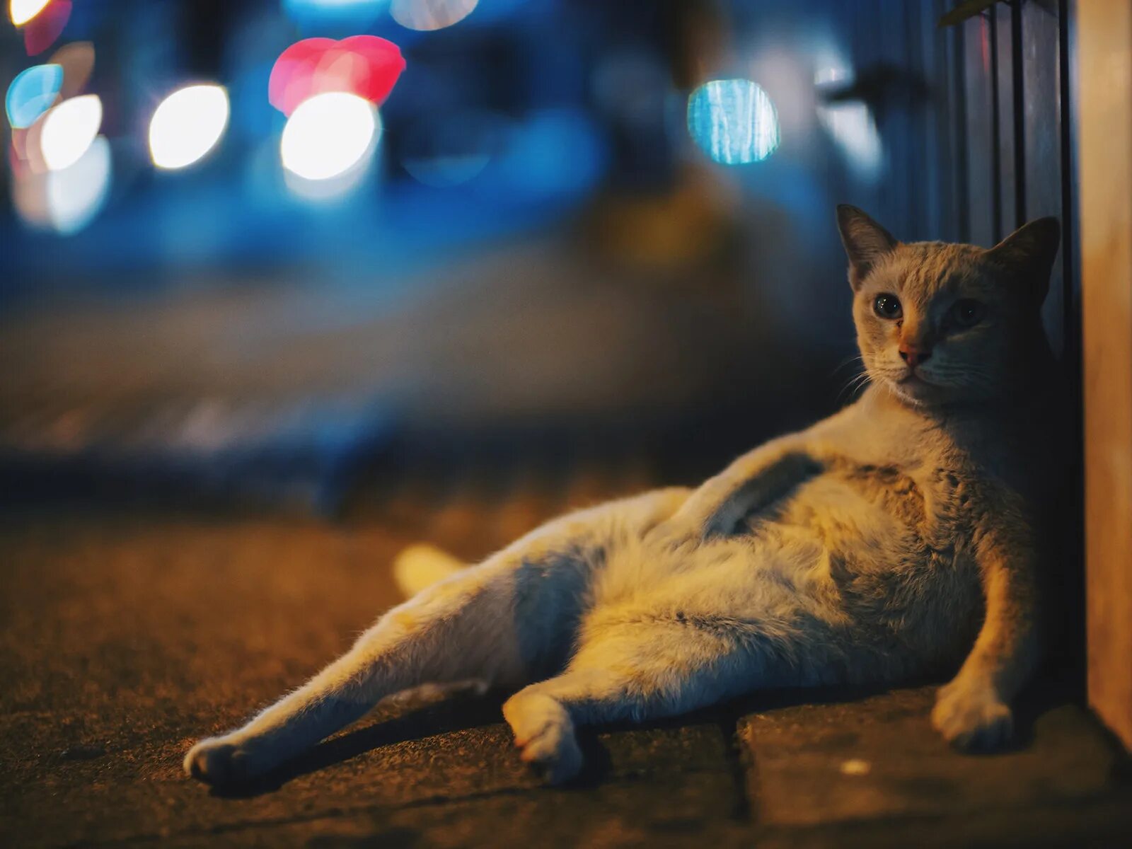 Котики фото ночью Download wallpaper cat, street, the evening, lies, section cats in resolution 16