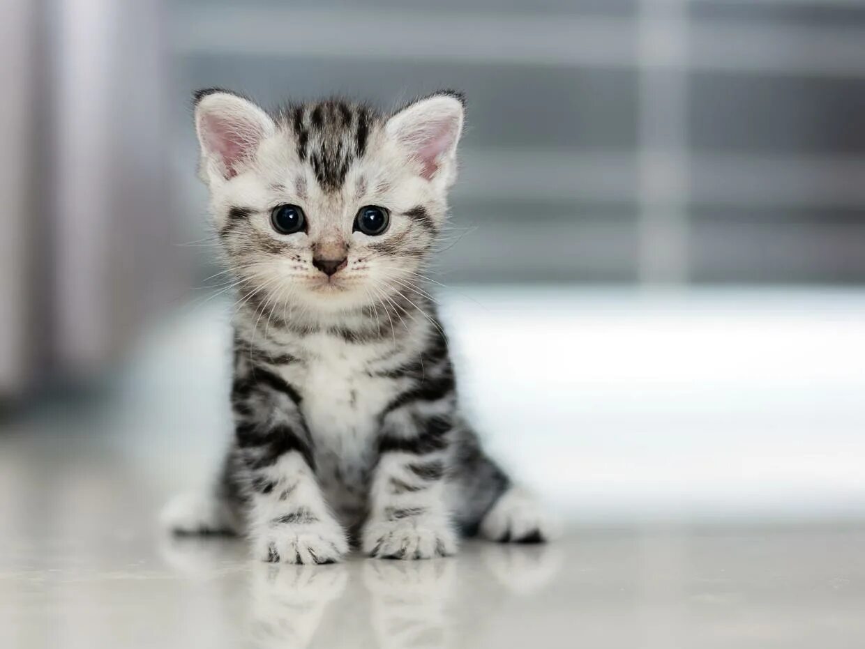 Котики фото онлайн Американская короткошерстная кошка: описание, фото, характер, цена