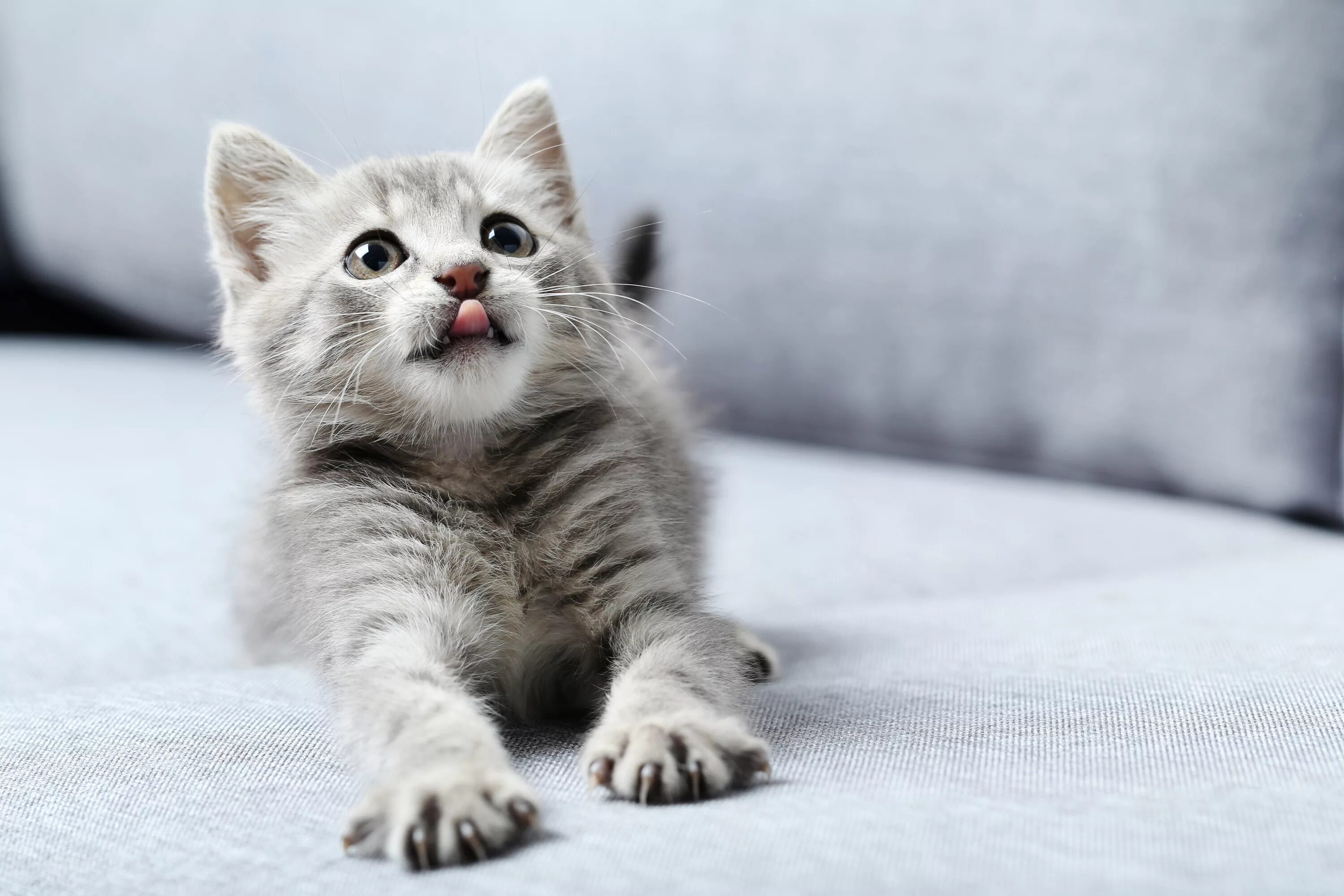 Котики фото онлайн Картинка Котята коты Лапы смотрит Животные 5472x3648