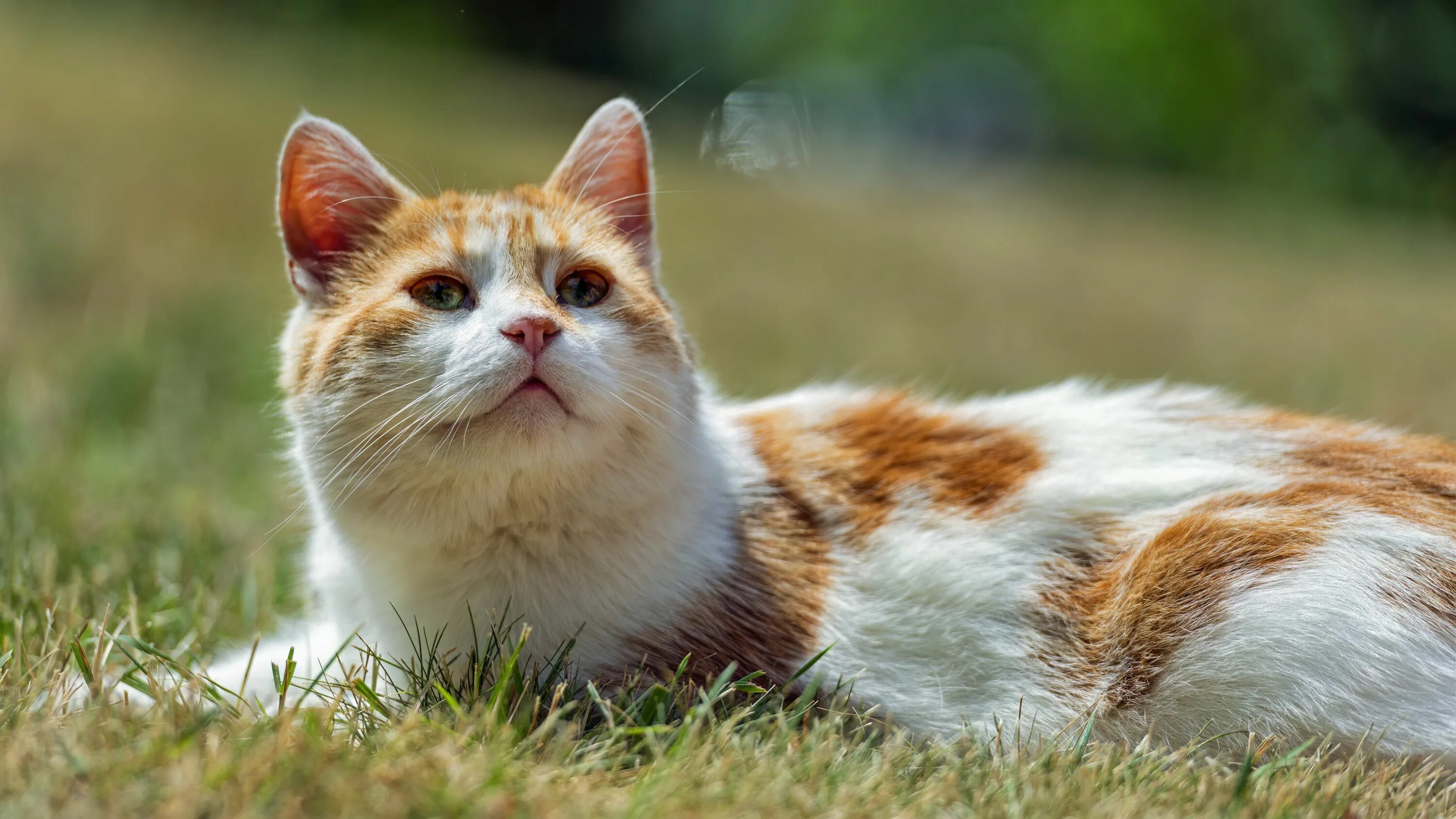 Котики фото онлайн Download wallpaper 3840x2160 cat, pet, grass, animal 4k uhd 16:9 hd background