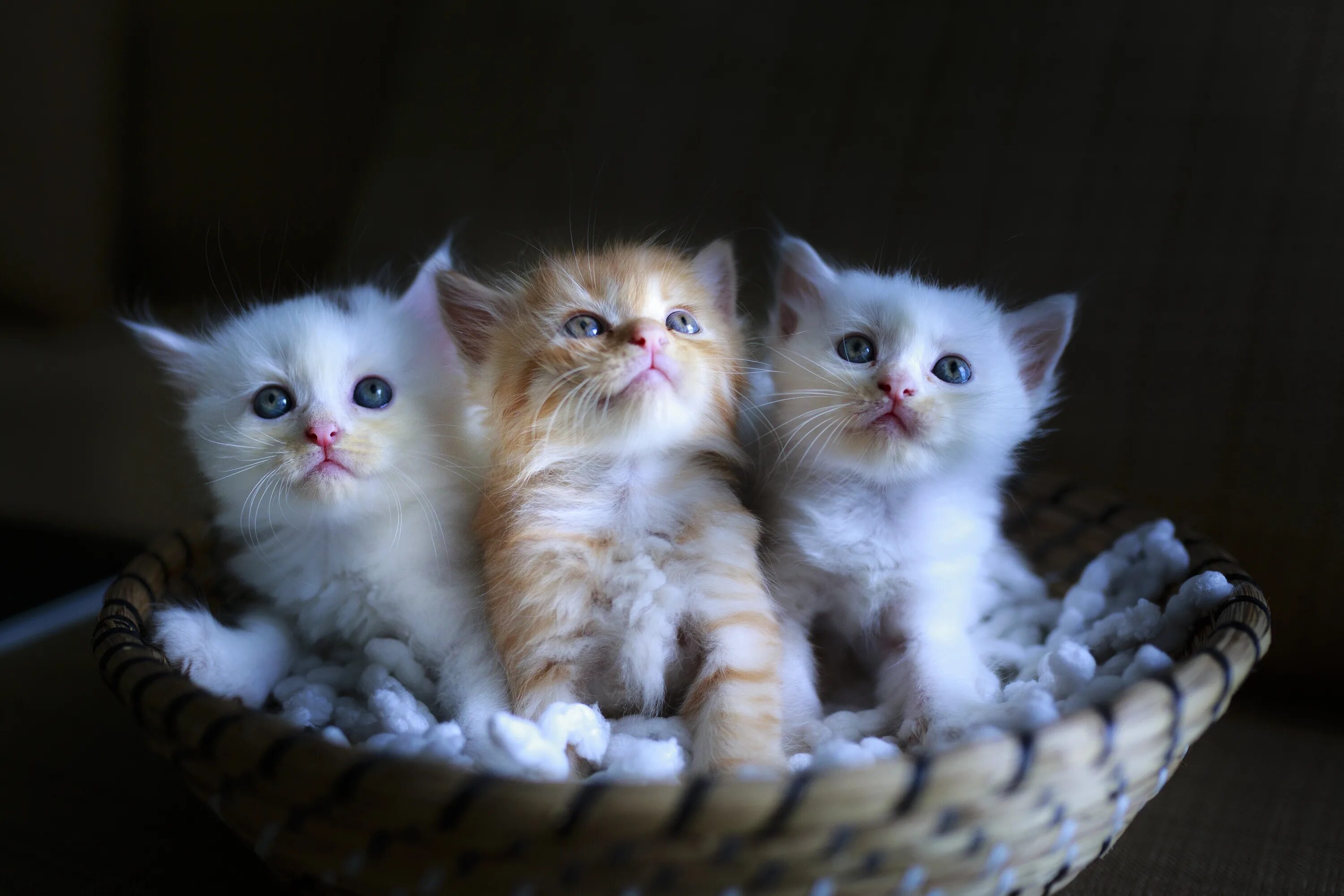 Котики фото онлайн Gentle Cat Page Three free image download