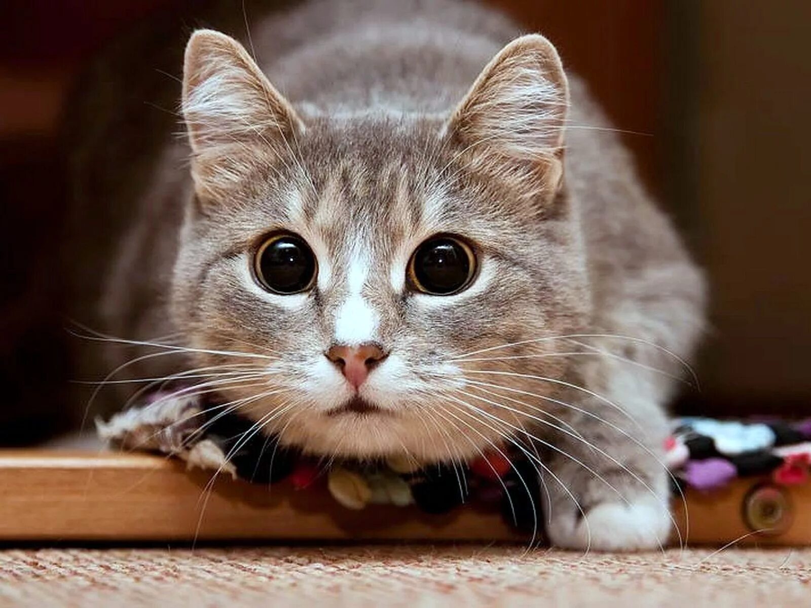 Котики фото онлайн link information