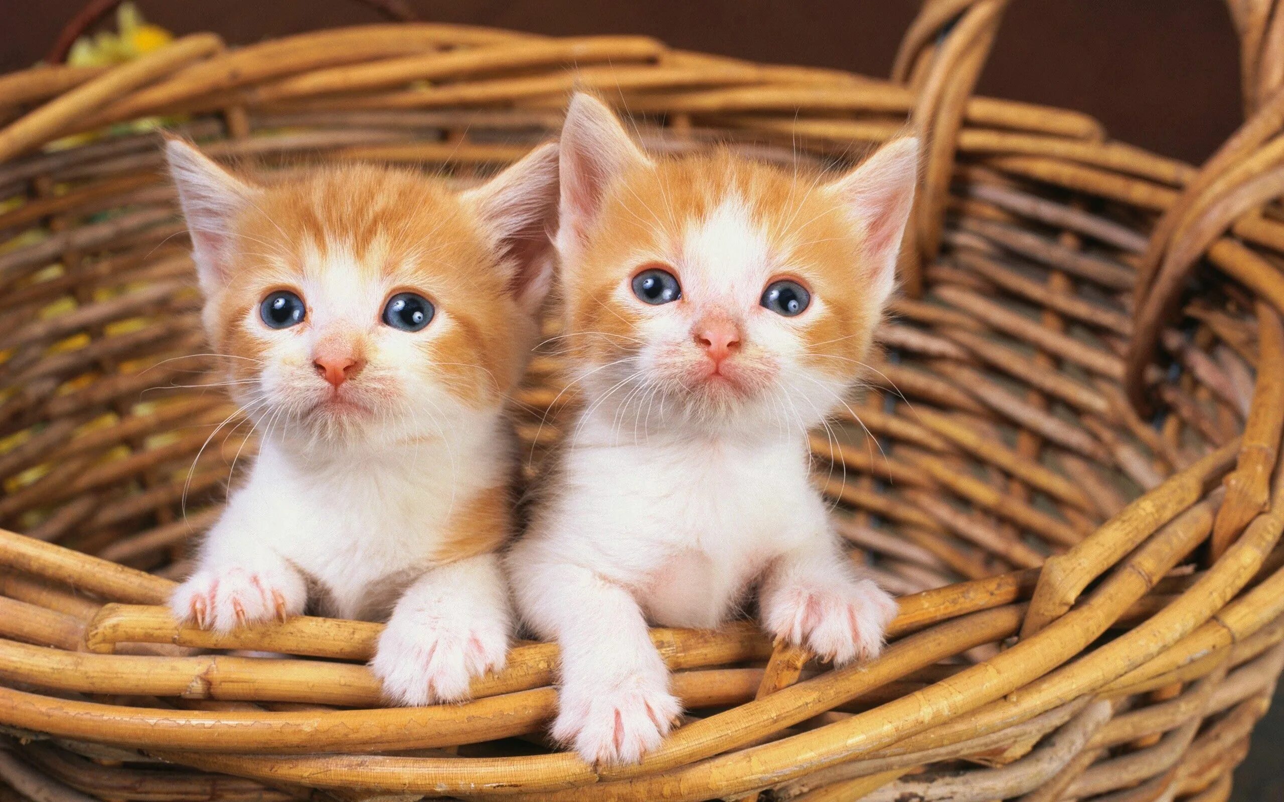 Котики фото онлайн Скачать 2560x1600 корзина, котята, пара обои, картинки