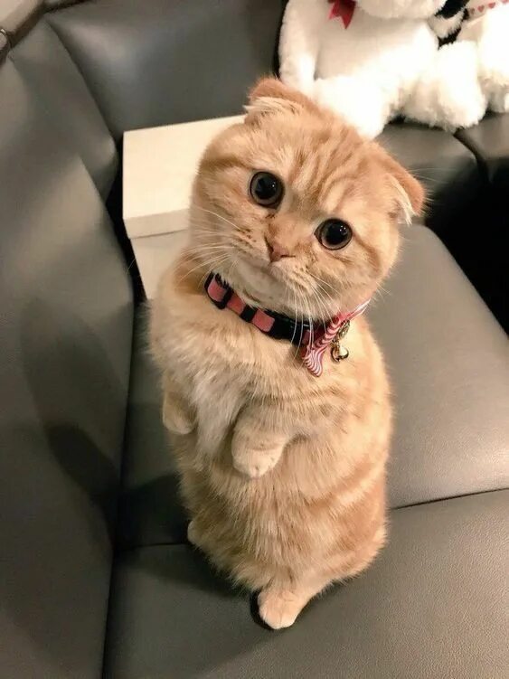 Котики фото смешные и милые on Twitter Chats et chatons, Bébés animaux mignons, Animaux adorables