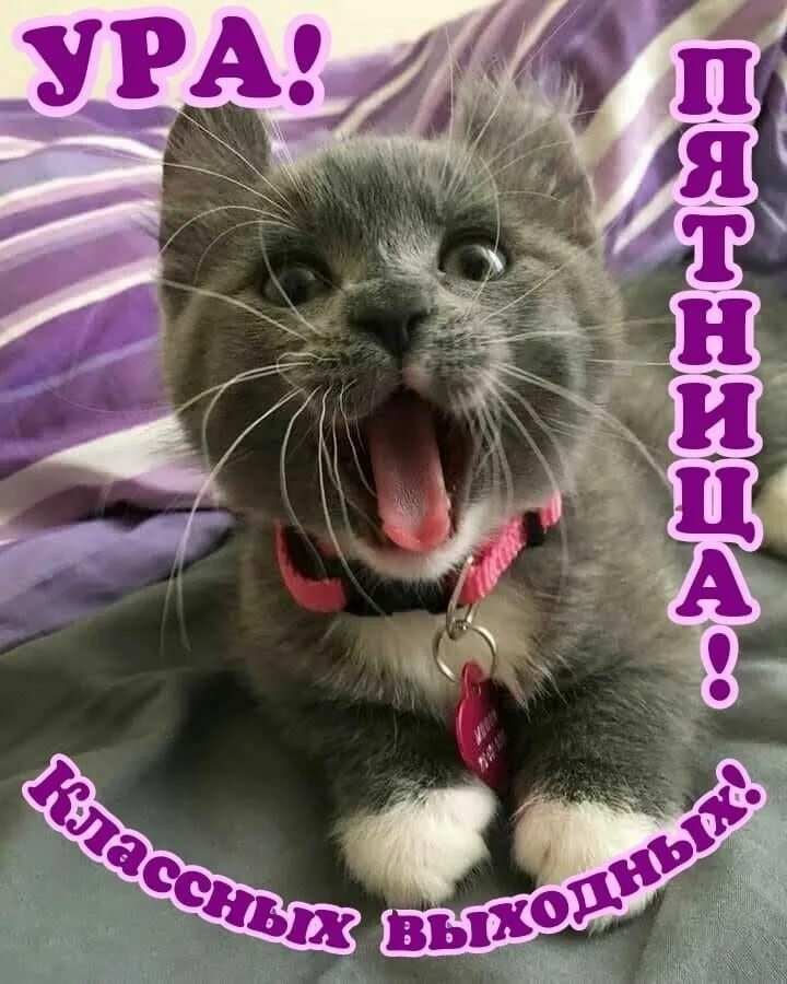 Котики фото смешные и милые Пин на доске ДНИ НЕДЕЛИ Котята, Домашние животные юмор, Милые котики