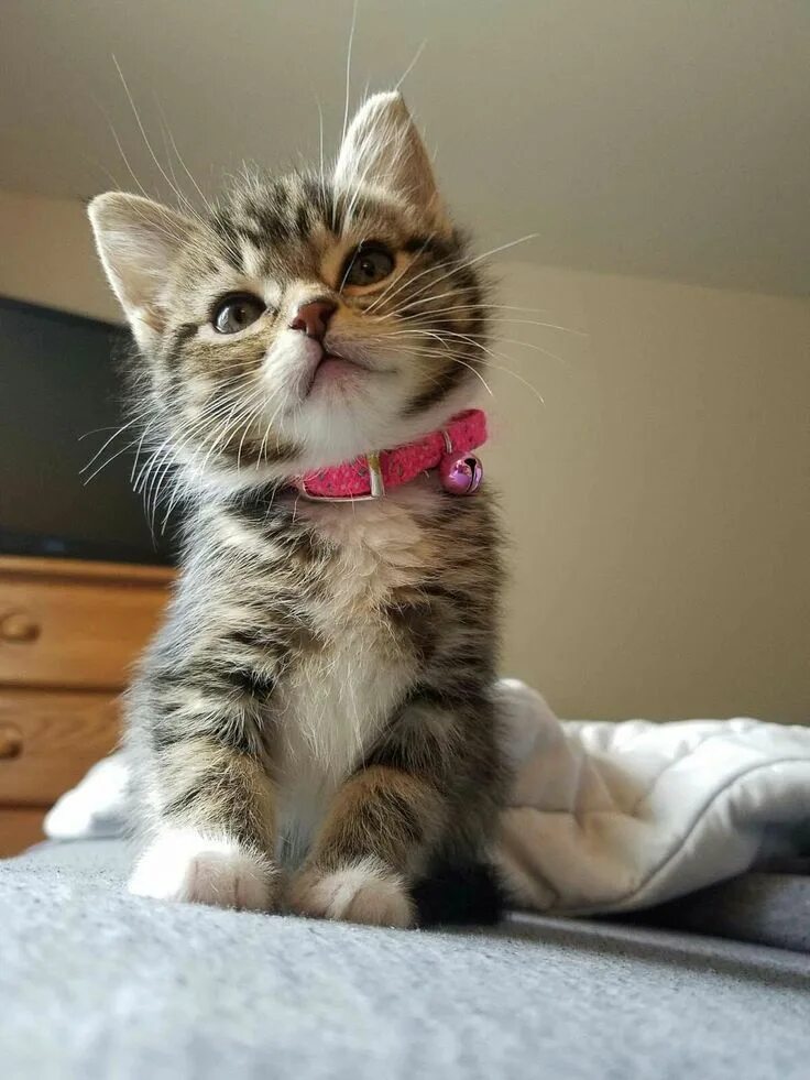 Котики фото смешные и милые Pin by kojun on neko Kittens cutest, Baby animals, Fluffy kittens