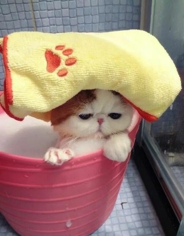 Котики фото смешные и милые Animals Tell Us What's On Their Bucket List Kittens cutest, Cute cats, Kitten lo