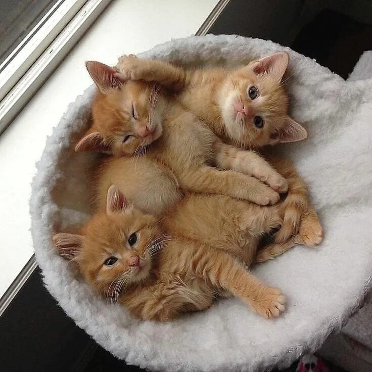 Котики фото смешные и милые ℓυηα мι αηgєℓ ♡ Pet cat gift, Cute baby cats, Pretty cats