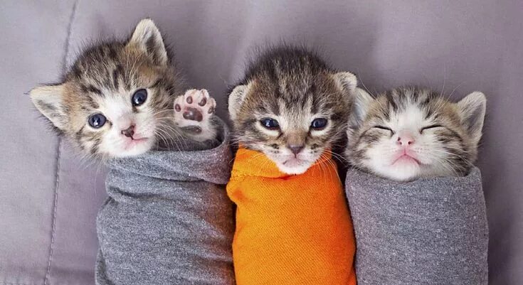 Котики фото смешные и милые 50 Photos of Adorable Kittens Котенок, Смешные фото кошек, Детеныши животных