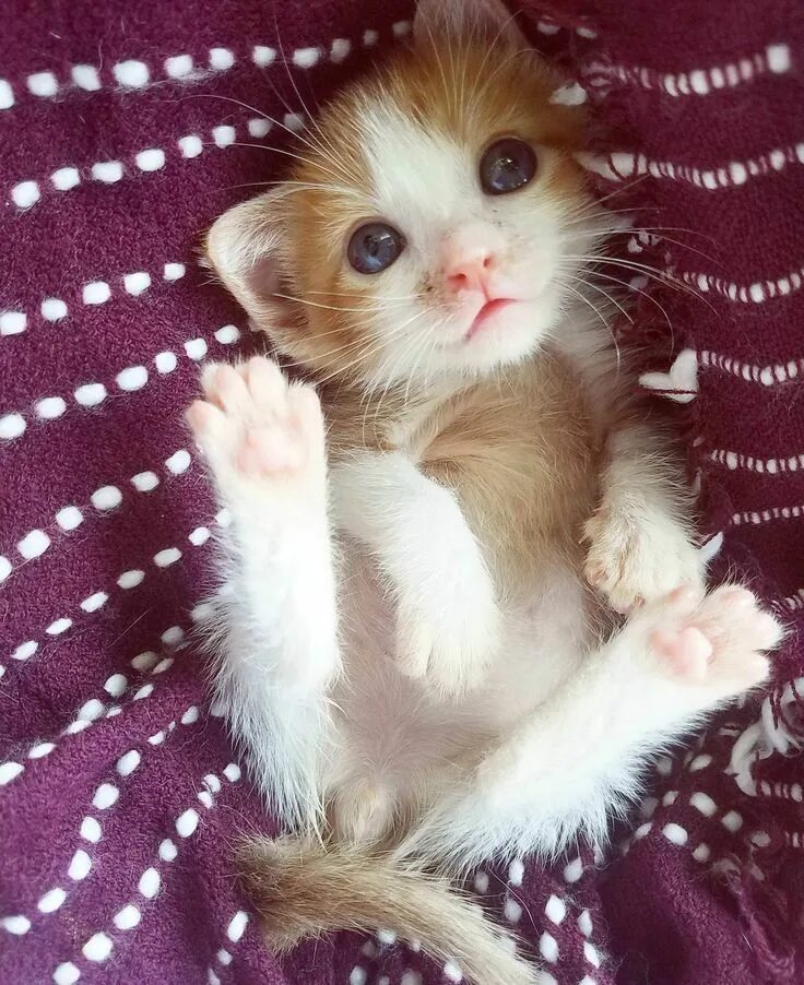 Котики фото смешные и милые My Foster Kitten Robin Hood is stealing hearts Cute cats, Baby cats, Kittens cut