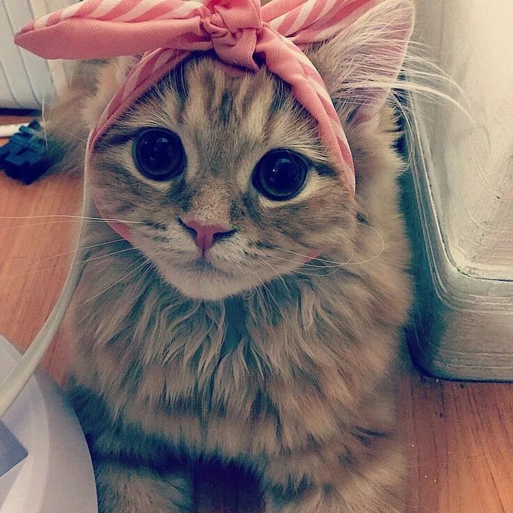 Котики фото смешные и милые Pin by Mewcatx : Cat lovers store. on Cats Cats, Animals