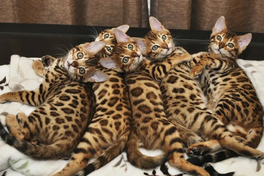 Котики фото цена Характеристика породы "Бенгальская кошка"