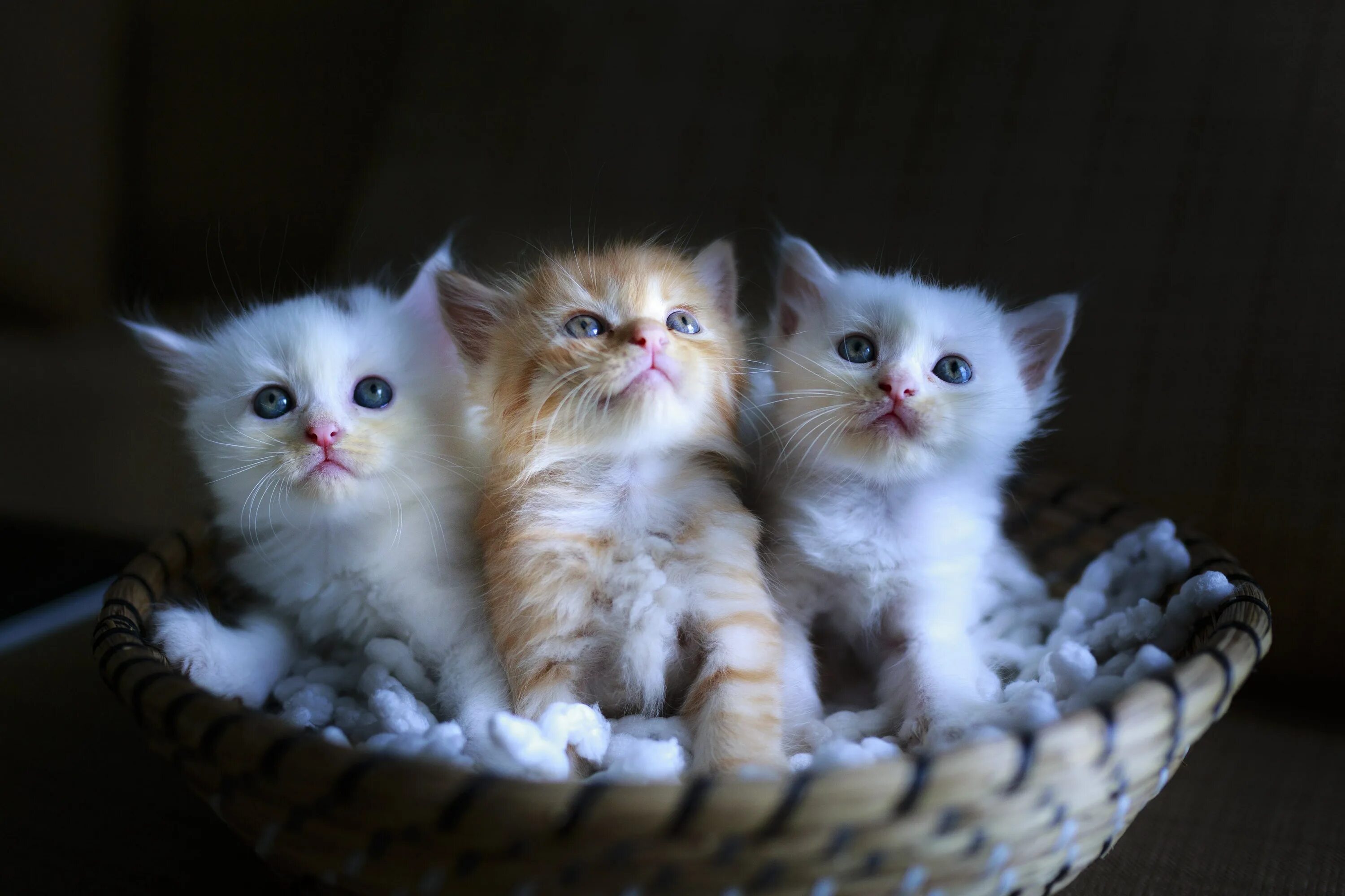 Котики фото цена Фото про котят: найдено 90 изображений